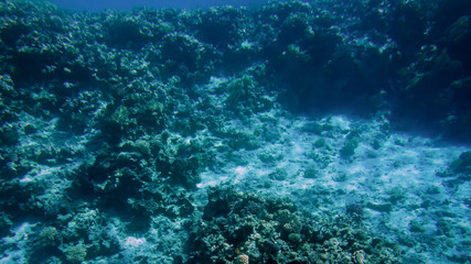 Fototapeta na wymiar Beautiful underwater image of colorful tropical coral reef on the Red sea bottom