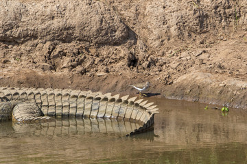 Sandpiper walking at a beach behind a big crocodile at Mara river in africa