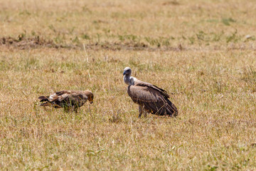 White backed vulture and a Tawny eagle sitting on the savannah