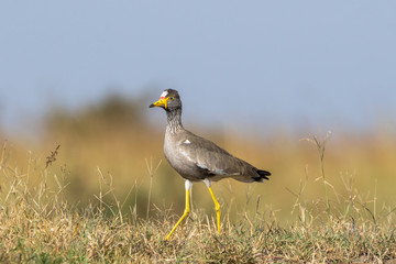 Wattled lapwing in the grass on the african savannah