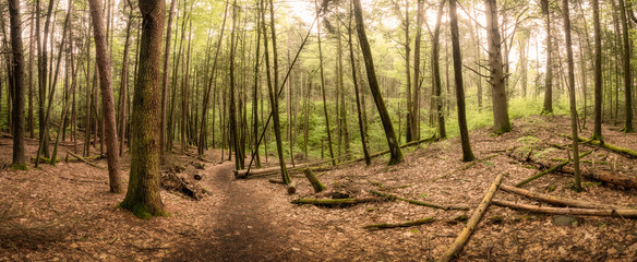 Panoramic view of hiking trail through the forest at Tillman's Ravine in Stokes State Forest, NJ