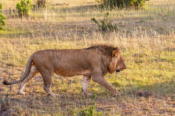 Big Lion male who walks on the savannah in Africa