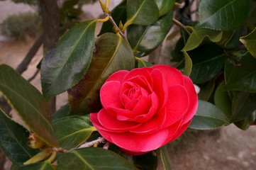 Camellia japonica red flower Fisheye lens