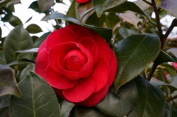 Camellia japonica red flower Fisheye lens