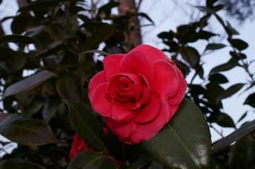 Camellia japonica red flower Fisheye lens