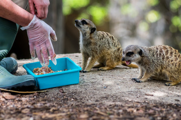 A hand of a woman getting ready to feed a couple of meerkats or suricate (Suricata suricatta) in a zoo