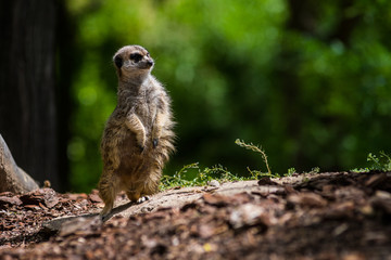 A meerkat or suricate (Suricata suricatta) standing up