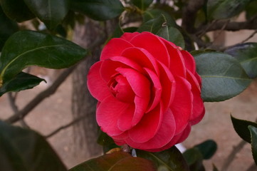 Camellia japonica red flower Fisheye lens