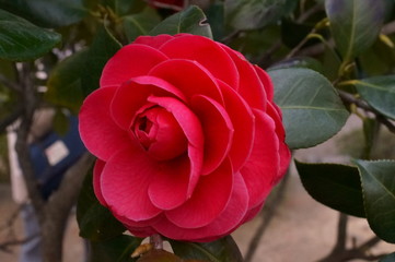 Camellia japonica red flower Fisheye lens