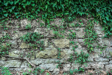 Texture of a stone wall background with roots and plants live wall