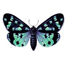 Hand painted watercolour moth / butterfly with paint splatter No. 18c