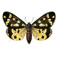 Hand painted watercolour moth / butterfly with paint splatter No. 18