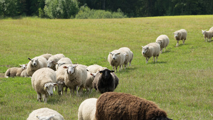 Fototapeta premium Sheep herd in summer pastureland