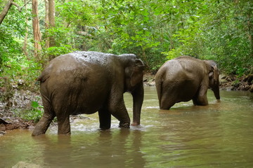 Elephants