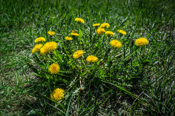 dandelions