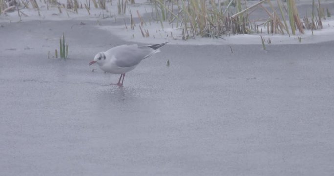 Gull on ice, seems surprized by the layer of ice. 