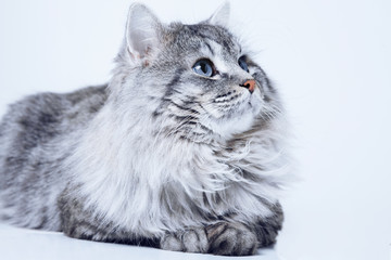 Naklejka na ściany i meble Funny large longhair gray tabby cute kitten with beautiful big blue eyes. Pets and lifestyle concept. Lovely fluffy cat on grey background.