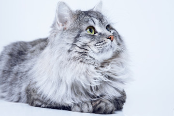 Naklejka na ściany i meble Funny large longhair gray tabby cute kitten with beautiful big eyes. Pets and lifestyle concept. Lovely fluffy cat on grey background.