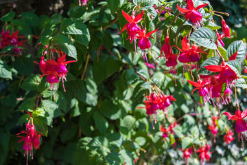 campanillas en flor rojas y moradas