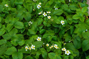 Gewöhnliche Wald-Erdbeeren