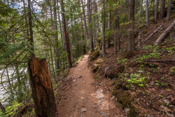 View at Trail in Park. Vancouver, Canada.