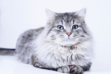 Funny large longhair gray tabby cute kitten with beautiful big blue eyes. Pets and lifestyle concept. Lovely fluffy cat on grey background.