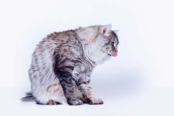 Naklejka na ściany i meble Beautiful lovely fluffy cat sitting and licking lips on grey background. Funny large longhair gray tabby cute kitten with beautiful yellow eyes. Pets care concept.