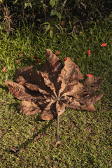 dry leaf