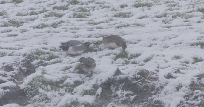 Wigeons in the snow looking for food.