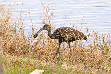 A limpkin finds food in the reeds along the edge of a pond in Orlando, Florida, in early spring.
