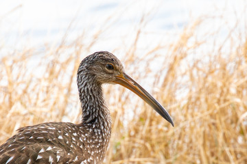 Close up of a limpkin in the reeds along the edge of a pond in Orlando, Florida, in early spring.