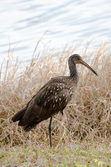 A limpkin stands on one leg while looking for food near the edge of a pond in Orlando, Florida, in early spring.