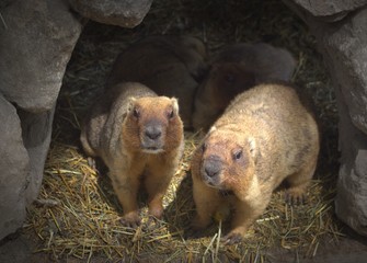 family of marmots