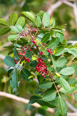 Brazilian pepper tree, also known as Florida Holly, ripe with berries in orlando, florida, USA, in early spring;