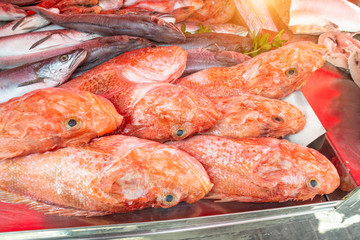 Scorpaena scrofa mediterranean fresh fish on the market.