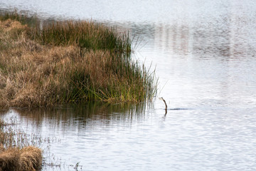 An anhinga swims to a reedy shore with a speared fish on its beak in late afternoon at a pond in Orlando, Florida, in early spring.