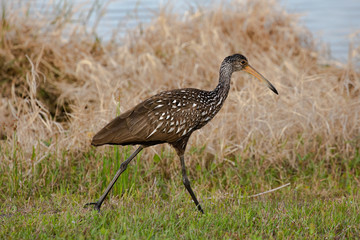 A limpkin walks briskly through the grass looking for food near the edge of a pond in Orlando, Florida, in early spring.