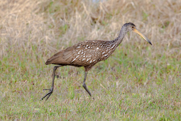 A limpkin walks briskly through the grass looking for food near the edge of a pond in Orlando, Florida, in early spring.