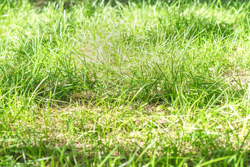 Green grass trimmed on a bright sunny day as a natural background.
