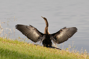 Close up of an anhinga looks to the left as it dries its wings in the late afternoon sun at a pond in Orlando, Florida, in early spring.