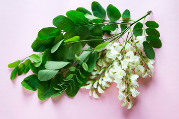 Blooming branches of white acacia with green leaves on a pink background with copy space. Robinia pseudoacacia .