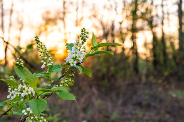 White flowers of bird cherry blossomed in spring at sunset time. Blooming bird cherry at sunset