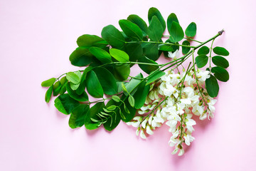 Blooming branches of white acacia with green leaves on a pink background with copy space. Robinia pseudoacacia .