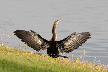 An anhinga looks up and to the right as it dries its wings in the late afternoon sun at a pond in Orlando, Florida, in early spring.