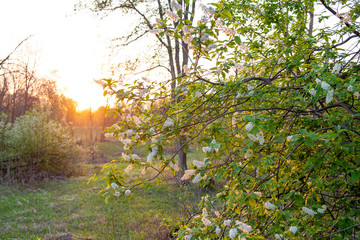 White flowers of bird cherry blossomed in spring at sunset time. Blooming bird cherry at sunset