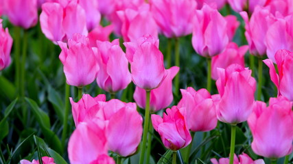 Pink tulips in garden