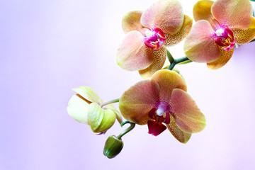 Tropical orchid flower on a purple background with copy space for text. Postcard layout
