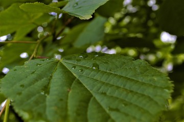  raindrops on the leaves