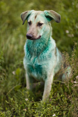 Dog soiled in green paint. Close up