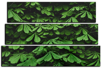 modular picture on white background. dark green leaf background.